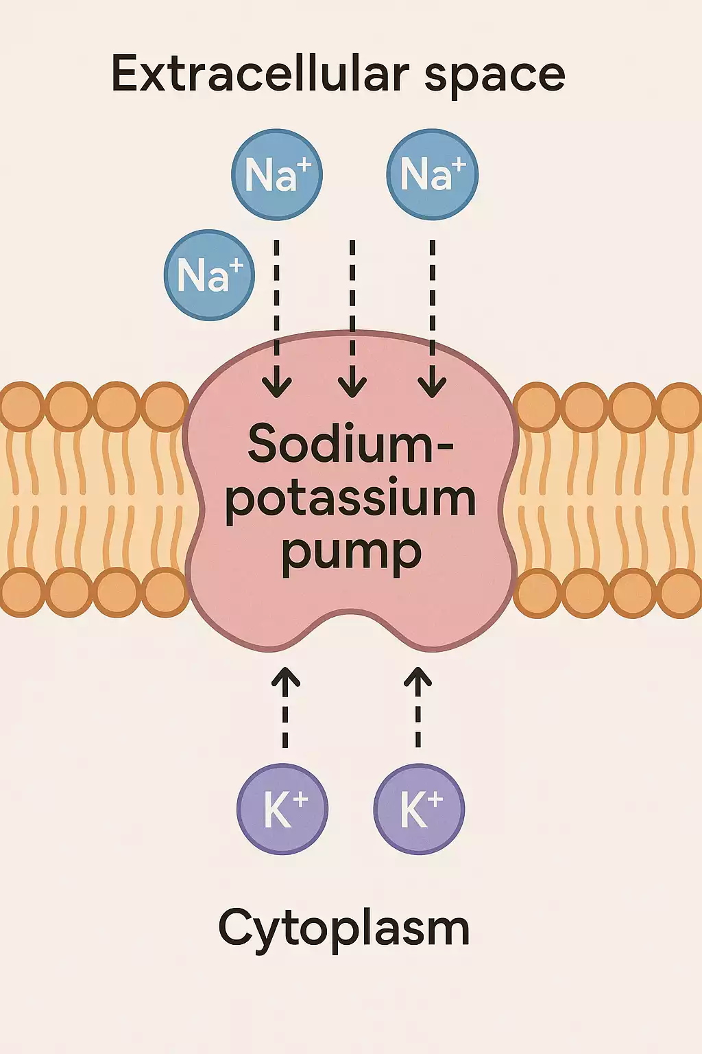 Na⁺/K⁺-Pumpe (Na⁺/K⁺-ATPase): 3 Na⁺ hinaus, 2 K⁺ hinein – Ruhepotenzial & Erregbarkeit